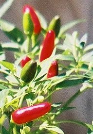 piments